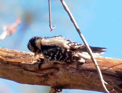 [The bird's head is bent to the horizontal branch on which it is perched. The bill is open slightly. The feathers on its head are sticking straight out from the head rather than smoothed down.]